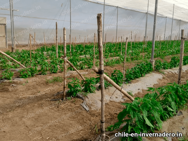 Cultivo de chile en invernadero 