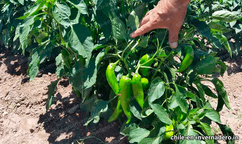 Cultivar chiles con malla espaldera 